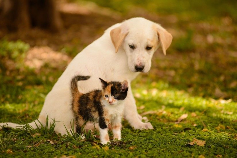 puppy-and-kitten-1080p-high-quality-puppy-and-