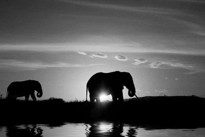 Elephant Black And White Wallpapers Mobile