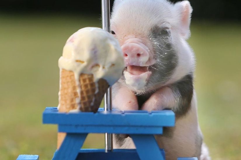 Animal - Pig Ice Cream Baby Animal Cute Wallpaper