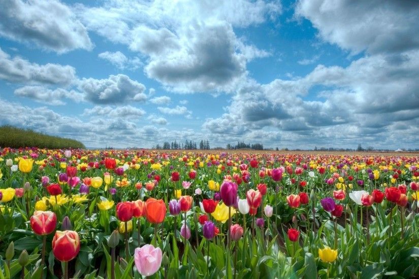 Field of Flowers Background | hd-wallpapers-field-of-flowers -background-1920x1080-wallpaper