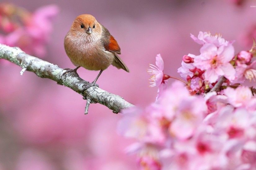Small bird in a spring tree wallpaper