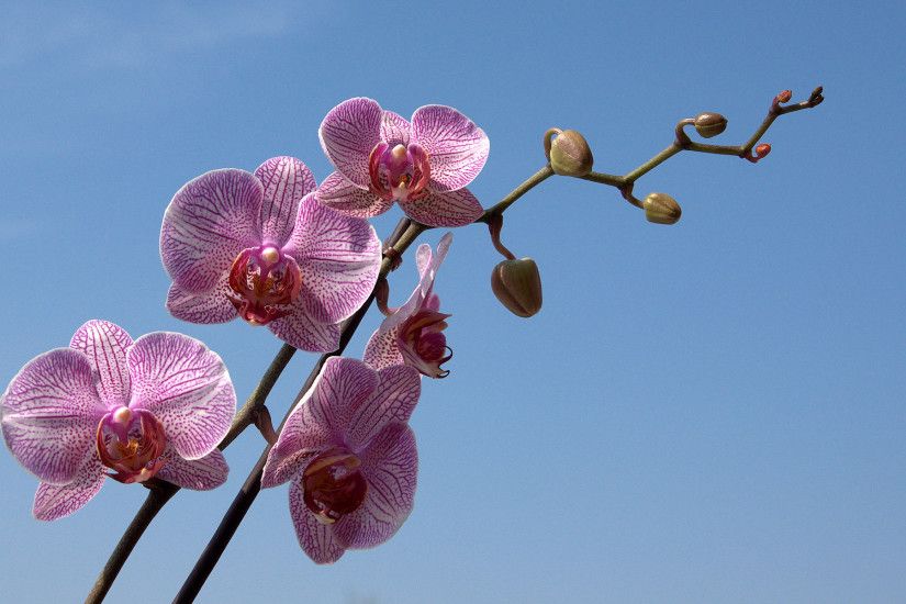 orchid wallpaper Phalaenopsis