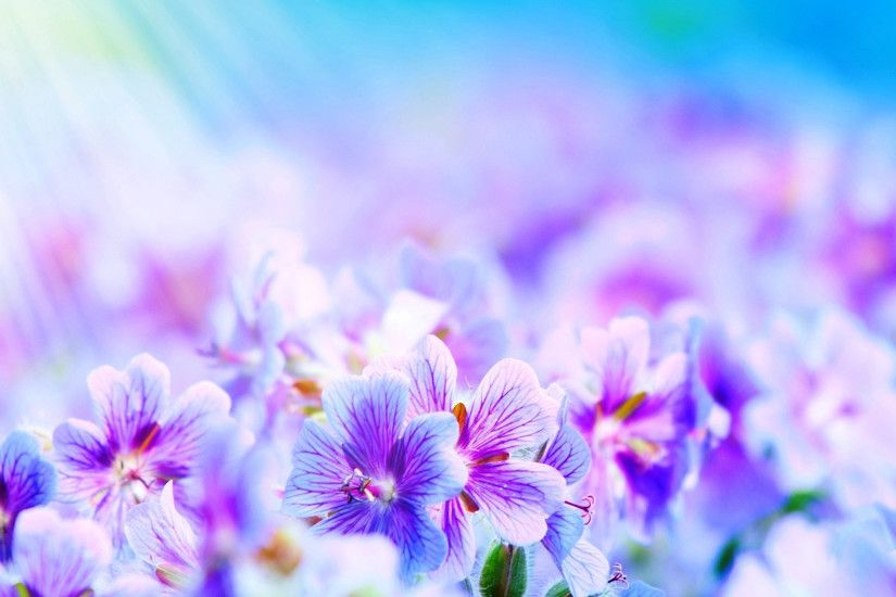 Pix For > Light Purple Flowers Wallpaper