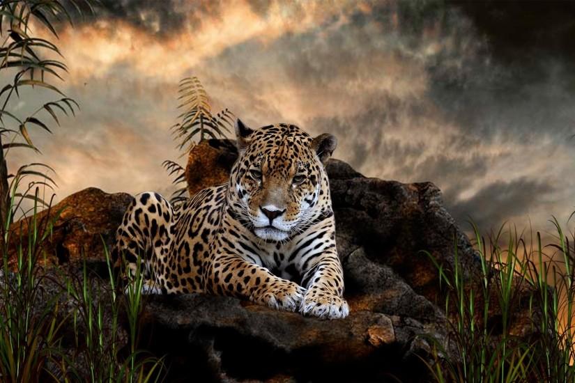 Big Cats - Wild Animals Wallpaper (34365415) - Fanpop