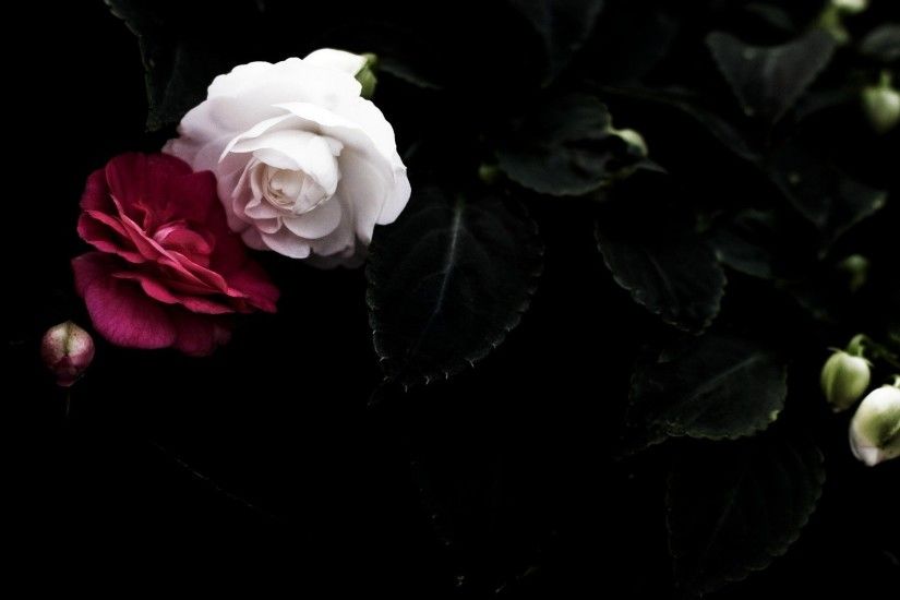 ... flowers rose dark wallpapers hd desktop and mobile backgrounds; black  ...