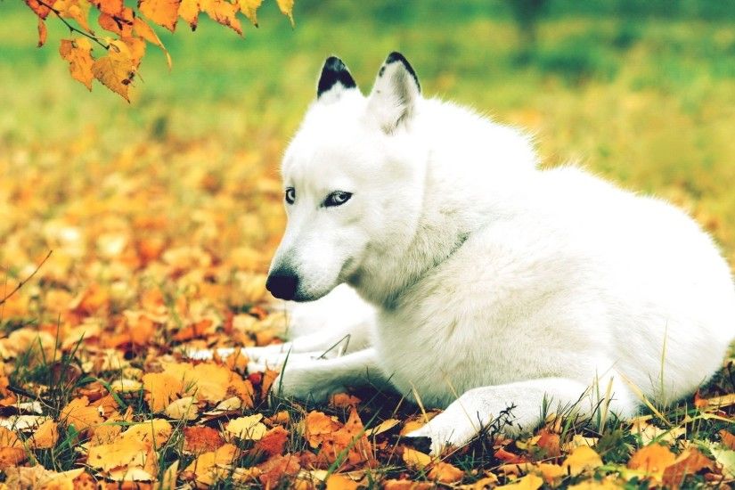 ... Backgrounds Animals animals, Cat, Woolly Hat, Leaves, Fall Wallpapers  HD / Desktop and . ...