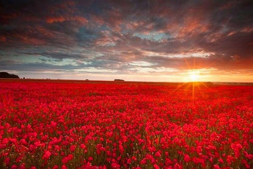 Red Field Flowers Background