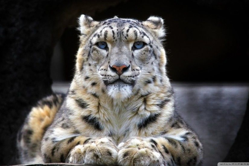 Snow Leopard Sitting On A Rock