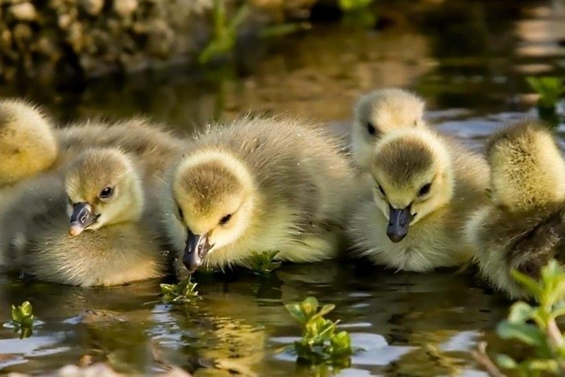Baby Water Kids Cute Chicks Goslings Geese Picture Photos Animal