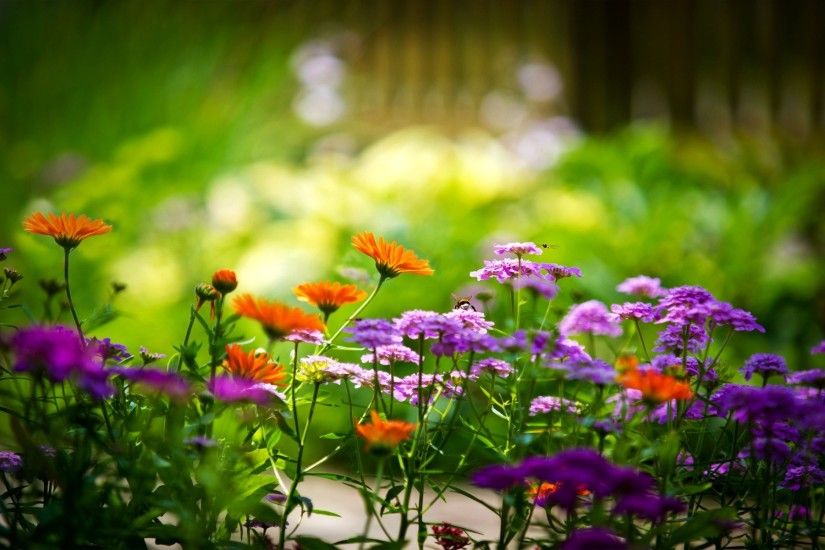 Free Summer Flowers Wallpaper High Quality Â« Long Wallpapers ...