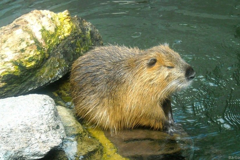 wallpaper with beaver near water