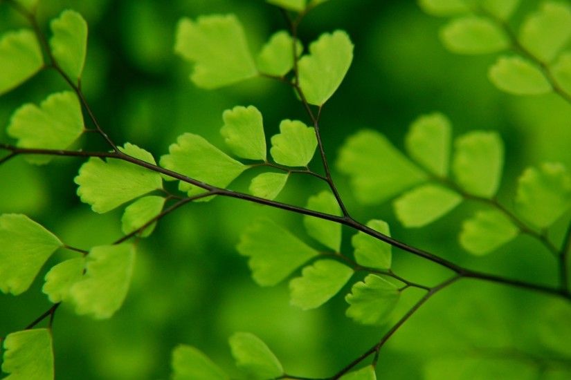 Green Leaves High Quality #5003557 - HD Wallpapers