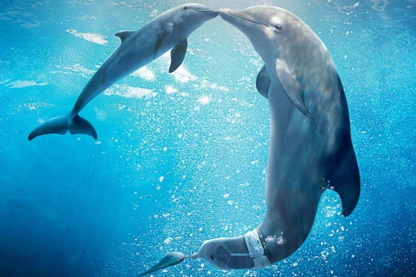 Dolphin Underwater Wallpapers Photos