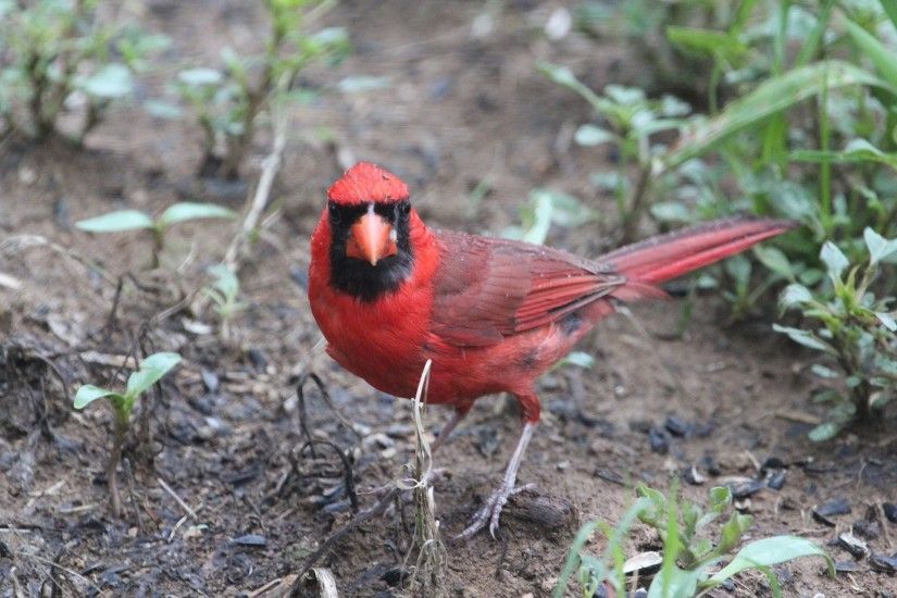 Beautiful Cardinal bird HD wallpaper