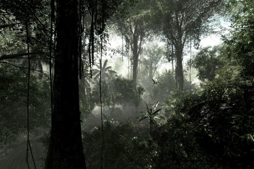Jungle rainforest Wallpapers Pictures Photos Images. Â«