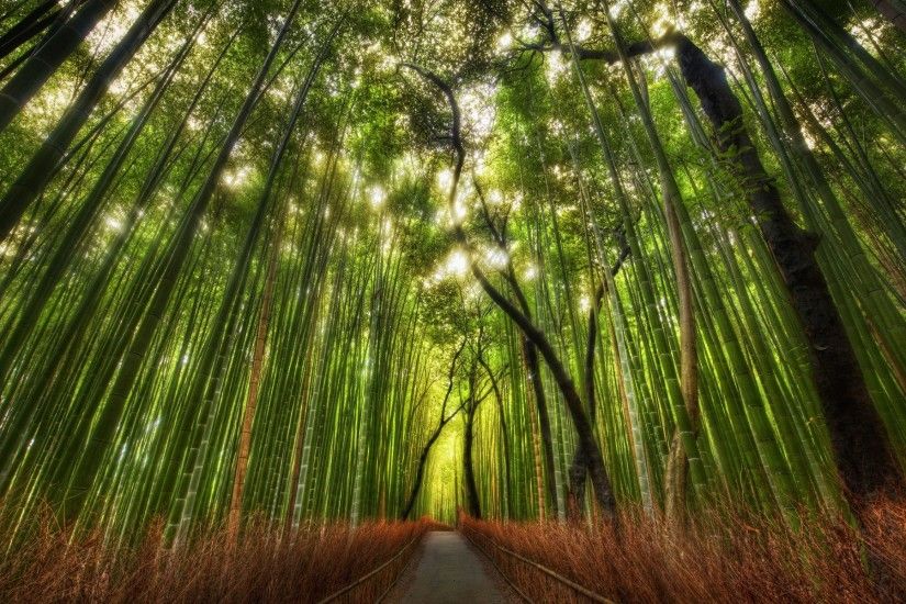 The Bamboo Forest Wallpaper High Dynamic Range Nature