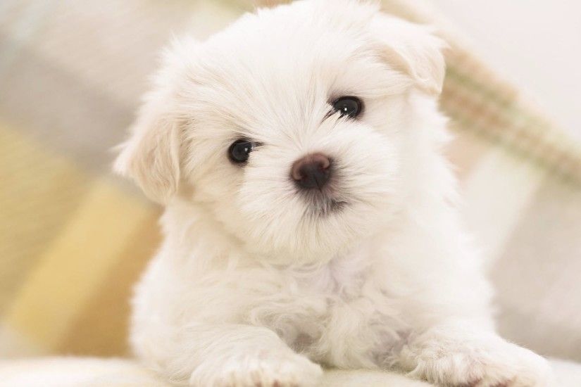 Wallpaper puppy, cute, white | HD Desktop Wallpapers