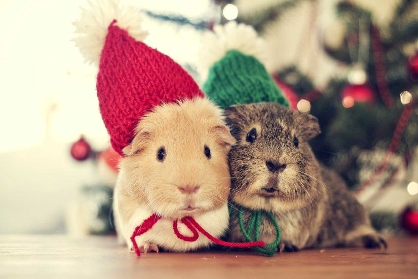 Animals Cute Hamster Holidays Christmas Beanie Decorating Wallpaper  2048x1365