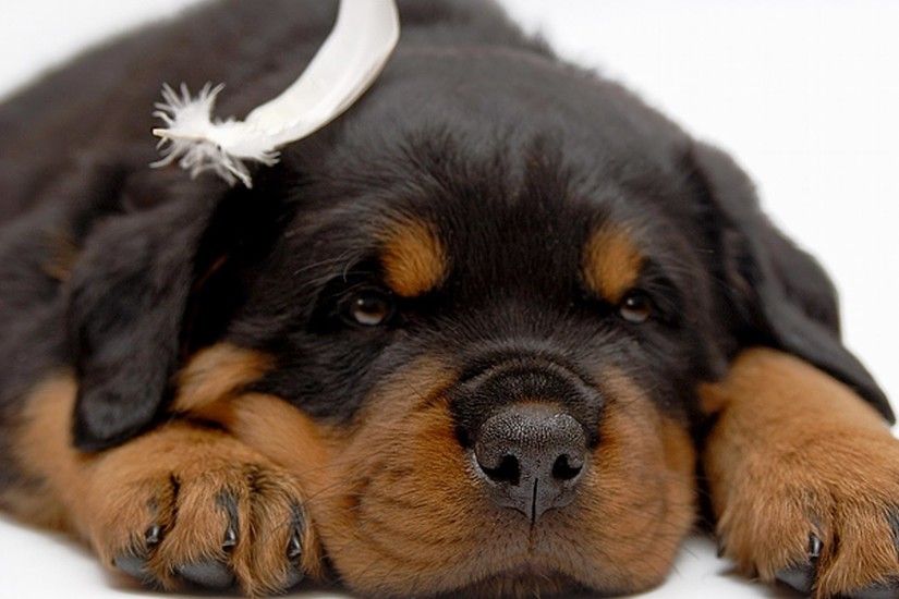 Rottweiler Puppy - The Dog Wallpaper - Best The Dog Wallpaper