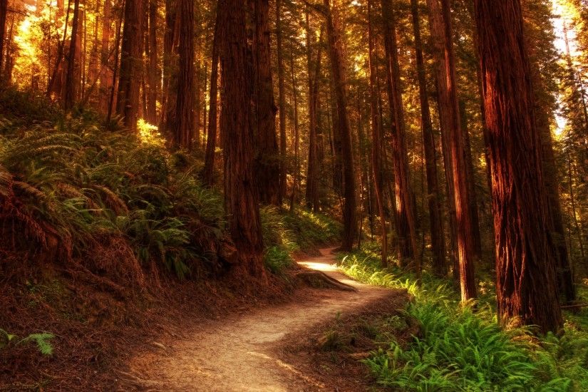 Beautiful forest landscape HD Desktop Wallpaper