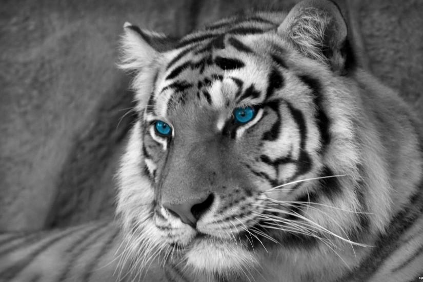 Wallpapers HD Iphone White Tigers. Tiger, White Lion, Hd, Full Hd Pics
