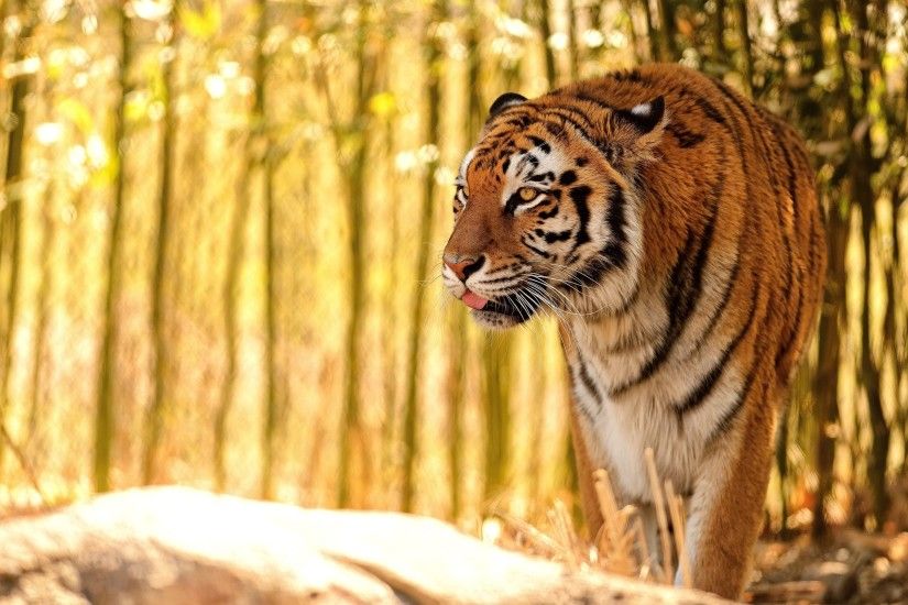 Royal Bengal Tiger Desktop Background. Download 2560x1600 ...