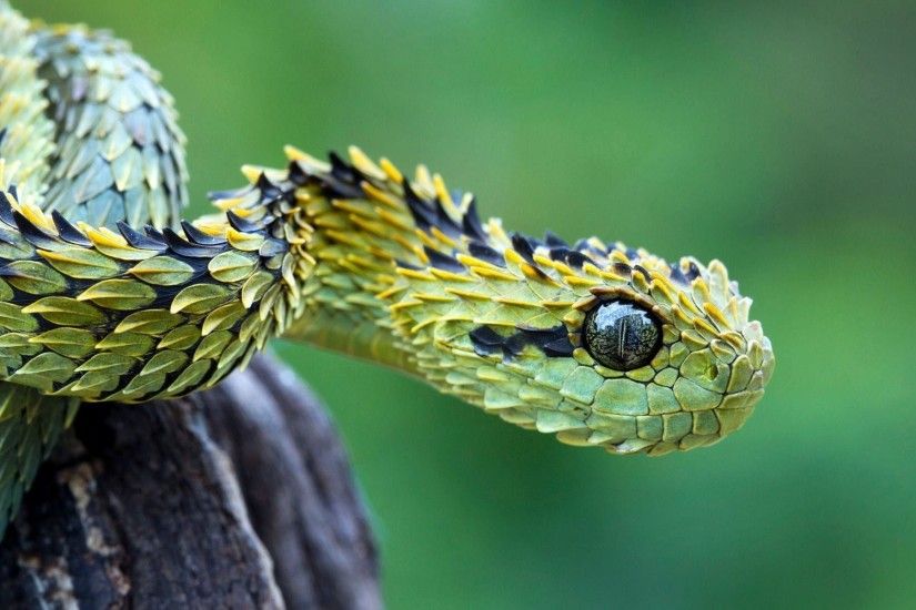 Bush viper snake Wallpapers | Pictures
