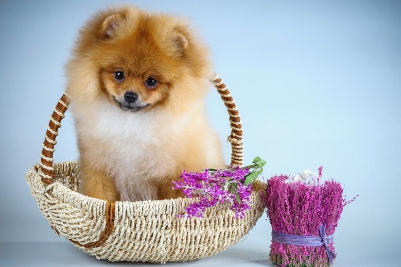 Dogs: Cute Blue Pink Flower Dog Sweet Animal Pomeranian Puppy .