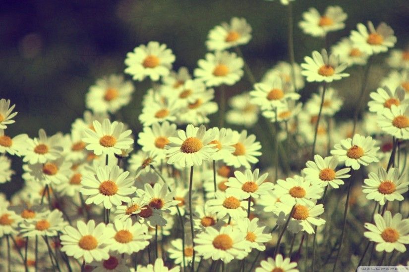 Vintage Daisies Photography Wallpaper 1920x1080 Vintage, Daisies .