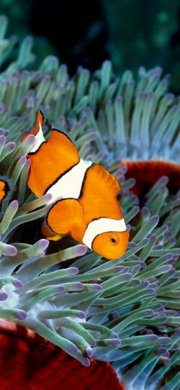 Clownfish, Underwater, Plants