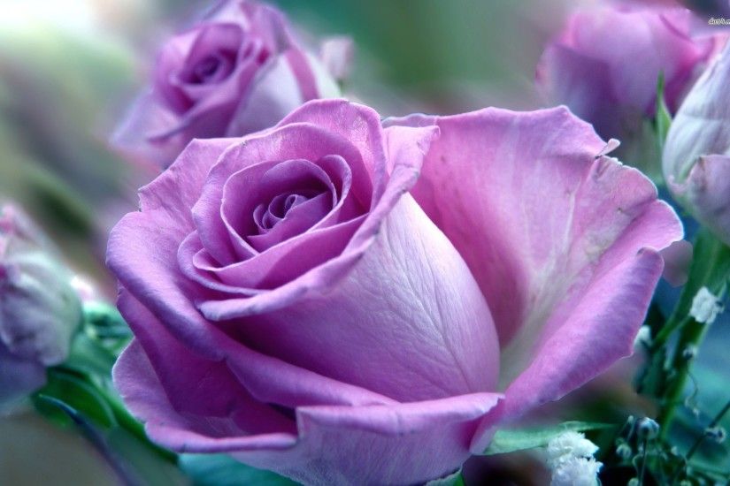 1920x1200 Light Purple Roses | Purple rose | Purple Roses | Pinterest .