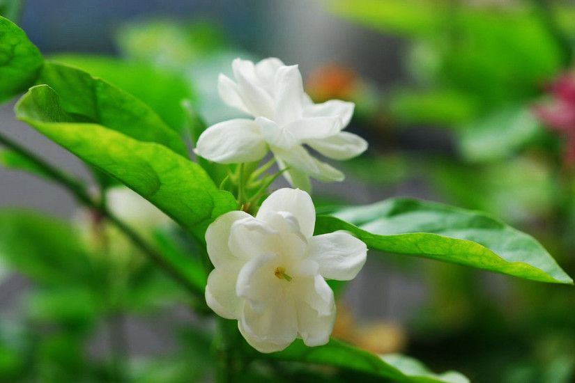 Beautiful Jasmine Flowers Wallpapers HD Pictures