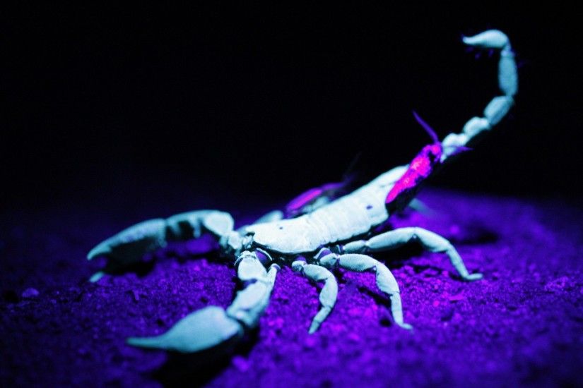 Scorpion-Image-HD