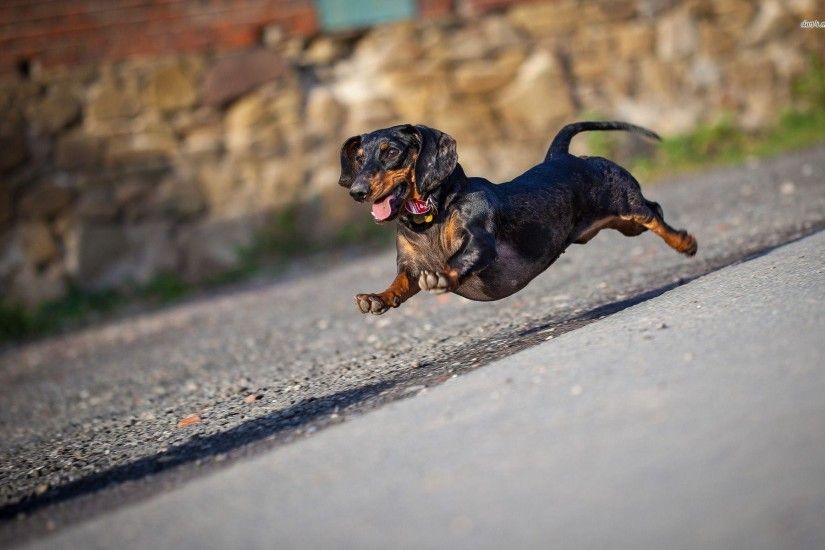 Top Collection of Dachshund Wallpapers, Dachshund Wallpapers, Pack .