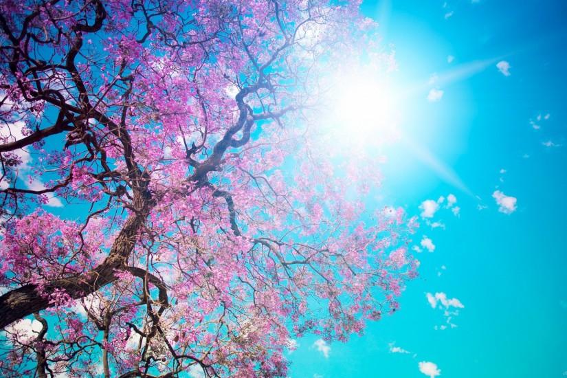 Cherry blossoms HD Desktop Wallpaper