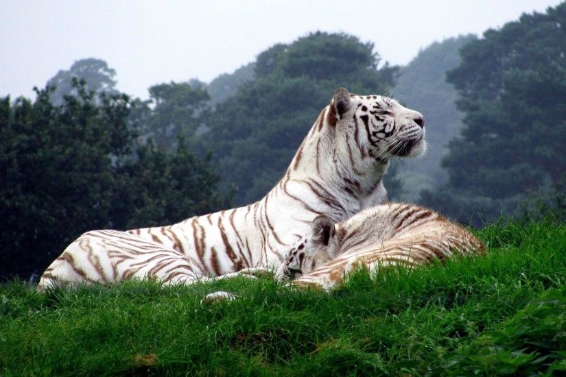 White Tigers Wallpapers - Full HD wallpaper search