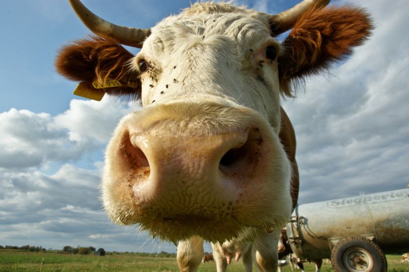 Backgrounds - Cow closeup