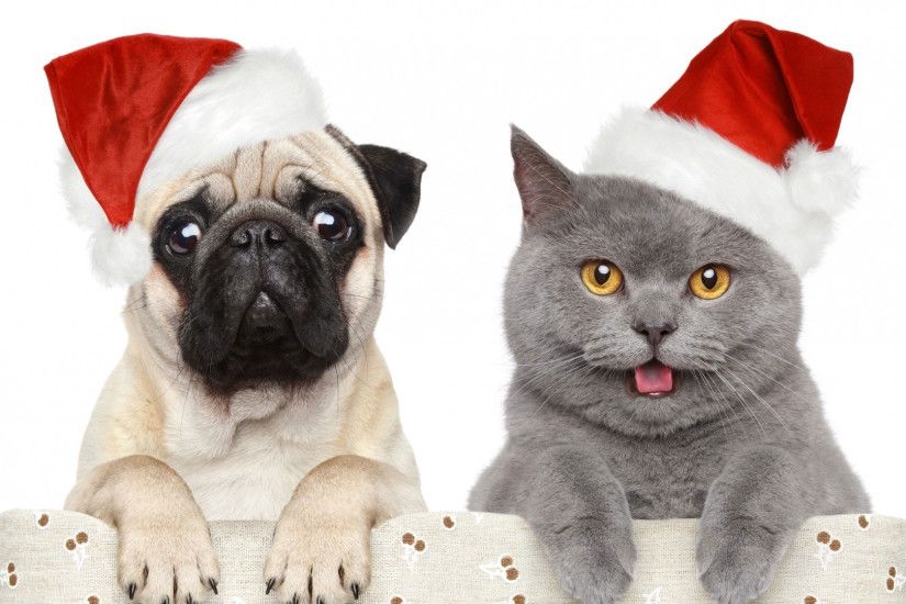 hd pics photos christmas dog cat friends pug hd quality desktop background  wallpaper