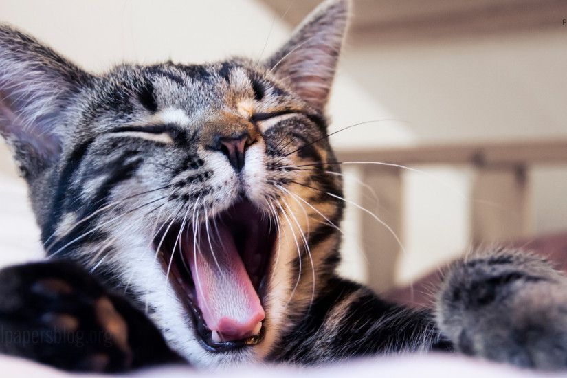 cat yawning full hd 1080p wallpaper desktop background