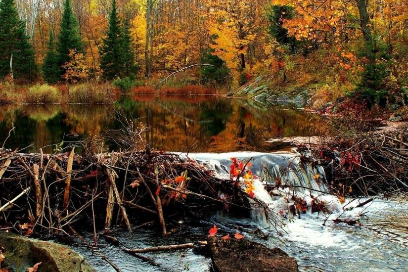 Beaver dam in an autumn canadian forest wallpaper