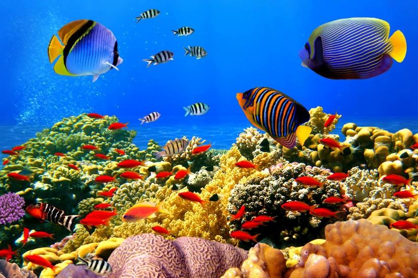 La barriera corallina a rischio, sta perdendo i colori