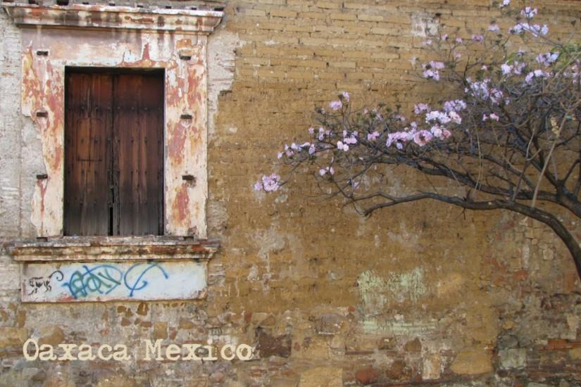 mexico wallpaper travel store paper oaxaca february