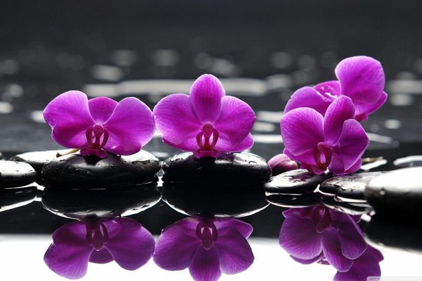 Orchid Black And White Â· Purple Orchid Wallpaper
