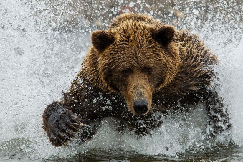 Brown Bear In The River wallpapers and stock photos