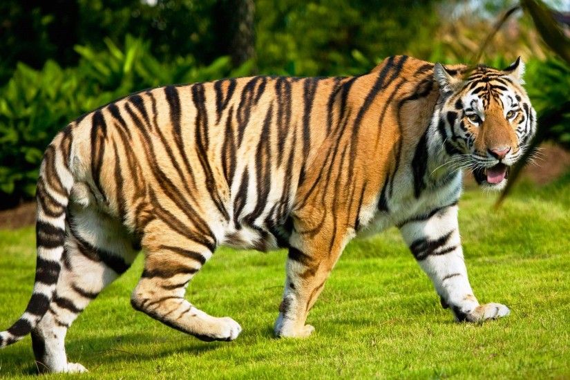 Cool Tiger Wallpapers Hd Animals Photo Tiger Wallpaper