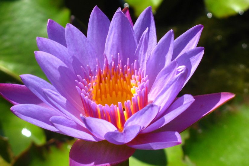 Purple Lotus Flower Wallpapers High Definition