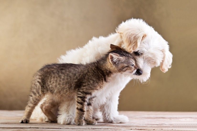 friends small dog and cat together puppy kitten love friends small dog cat  puppy kitten love