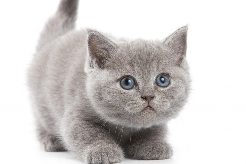 Kitten White Background Pictures
