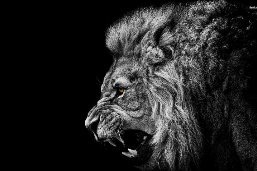 lion background 1920x1200 for iphone 7