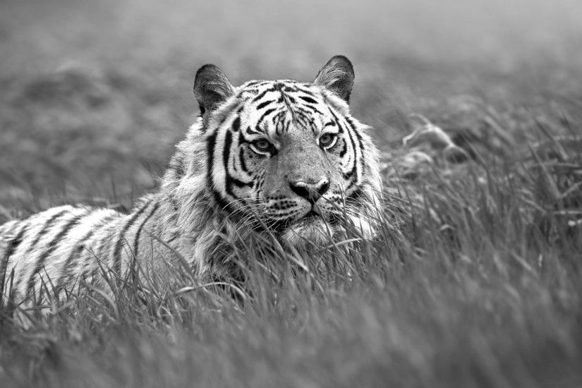 white tiger images - Google Search